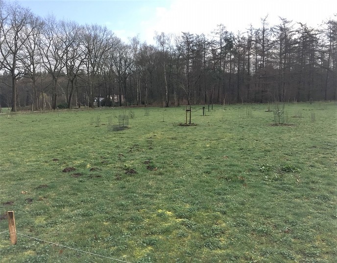 NLdoet: Plant mee in een voedselrijk Sterrebos - Foto: Ingezonden foto