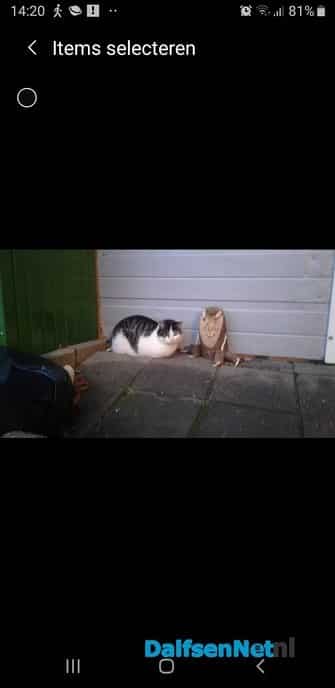 Kater vermist - Foto: Ingezonden foto