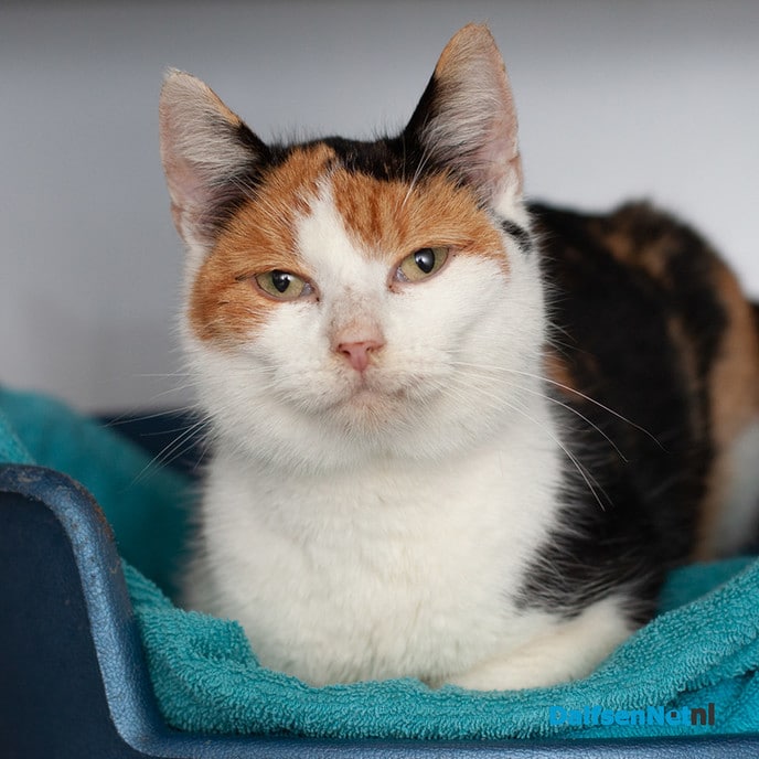 Procedure gevonden dieren - Foto: Ingezonden foto