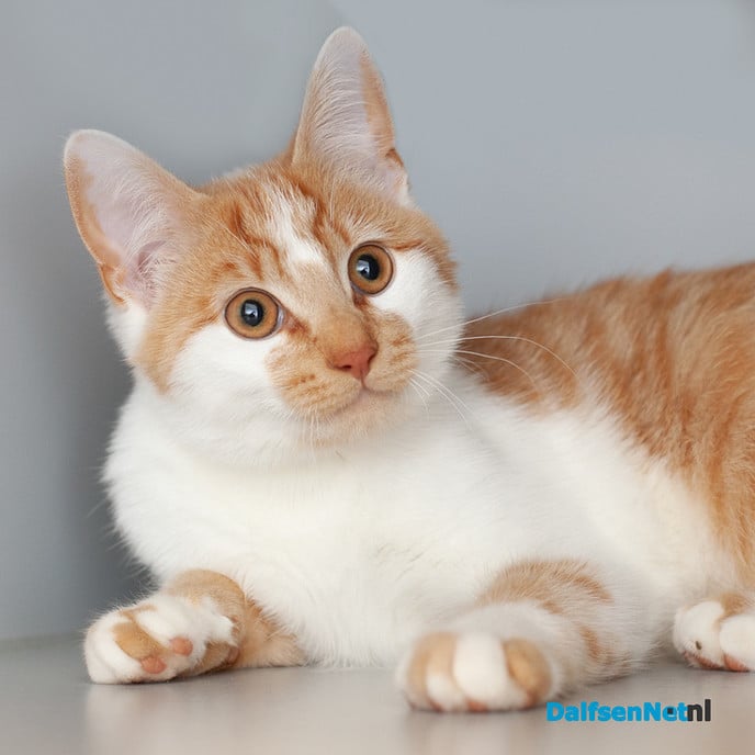 Procedure gevonden dieren - Foto: Ingezonden foto