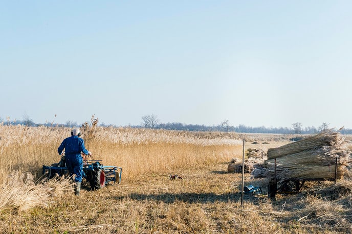 Regionaal riet op daken van Overijsselse boerderijen - Foto: Eigen geleverde foto