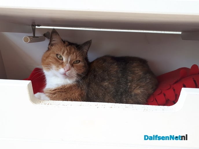 Vermist onze lieve poes Jane - Foto: Ingezonden foto
