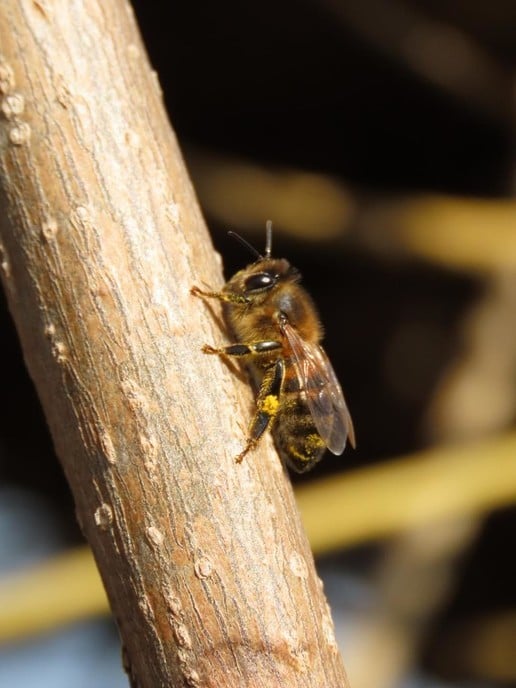 Lente voor de lens - Foto: Ingezonden foto