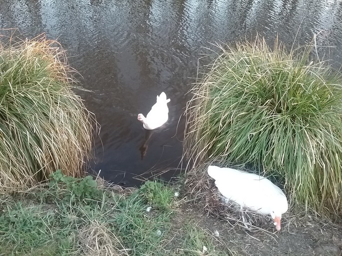 Broedende Gans - Foto: Ingezonden foto