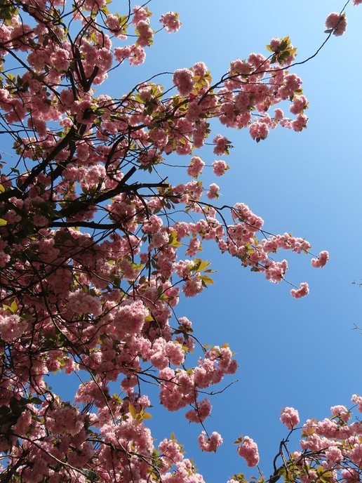Lente voor de lens - Foto: Ingezonden foto