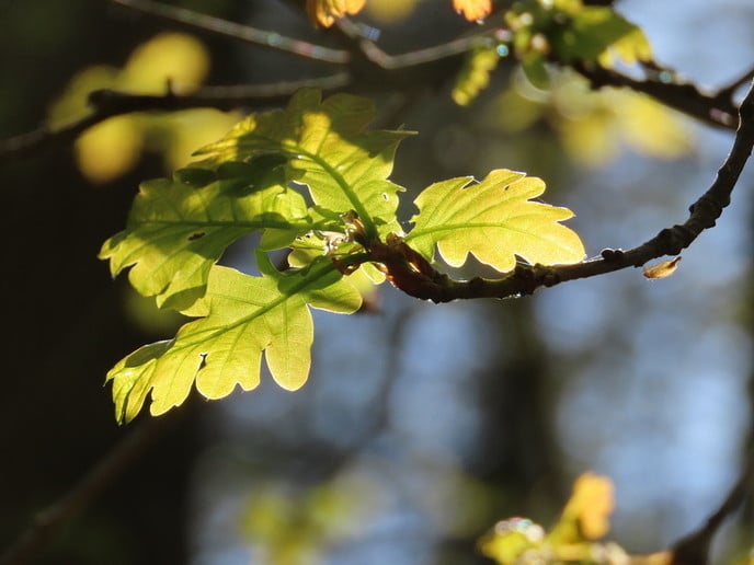 Lente voor de lens - Foto: Ingezonden foto