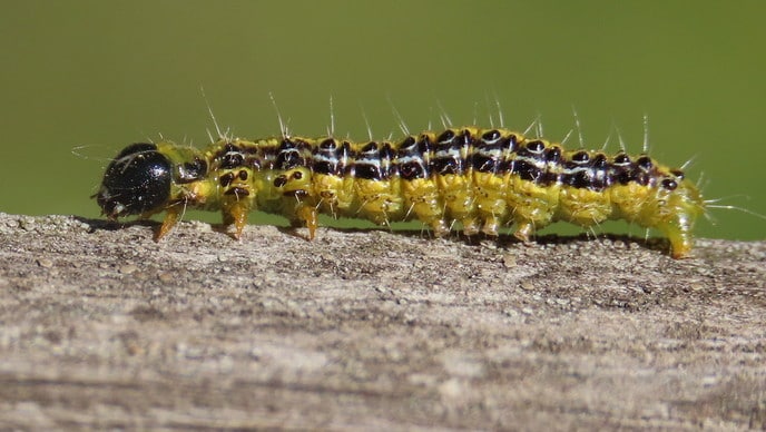 Lente voor de lens - Foto: Ingezonden foto