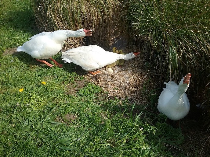 Ganzenkuikentjes hebben 3 ouders - Foto: Ingezonden foto