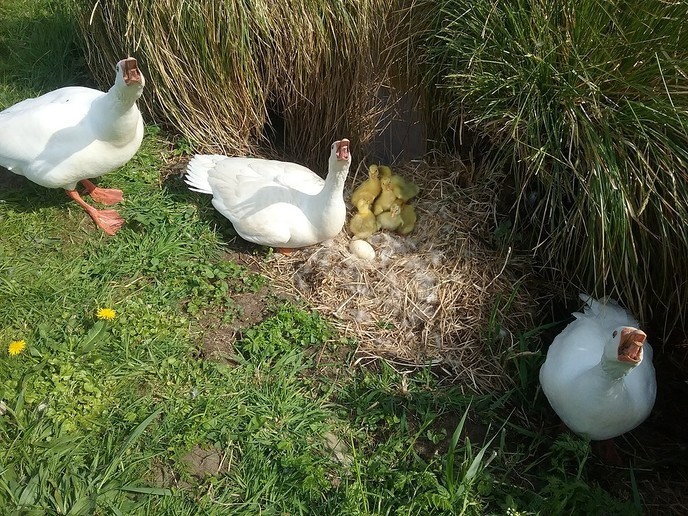 Ganzenkuikentjes hebben 3 ouders - Foto: Ingezonden foto