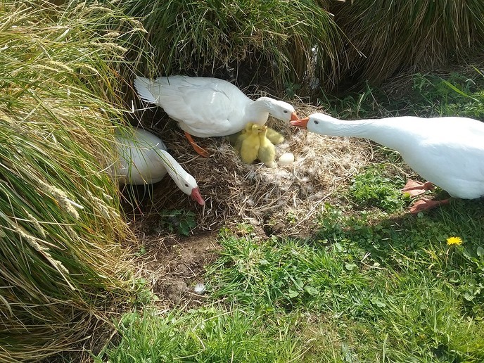 Ganzenkuikentjes hebben 3 ouders - Foto: Ingezonden foto