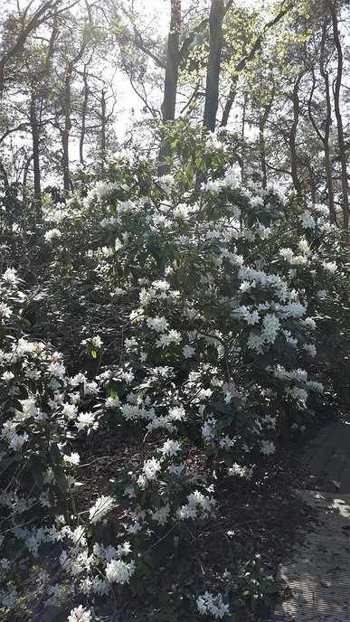 De Rhododendron staan op barsten - Foto: Ingezonden foto