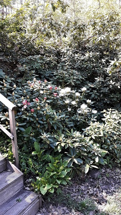 De Rhododendron staan op barsten - Foto: Ingezonden foto