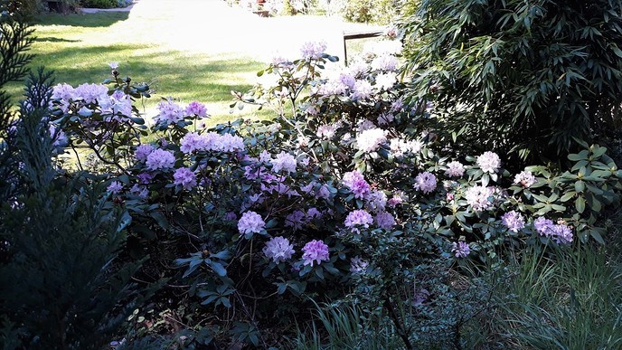 De Rhododendron staan op barsten - Foto: Ingezonden foto