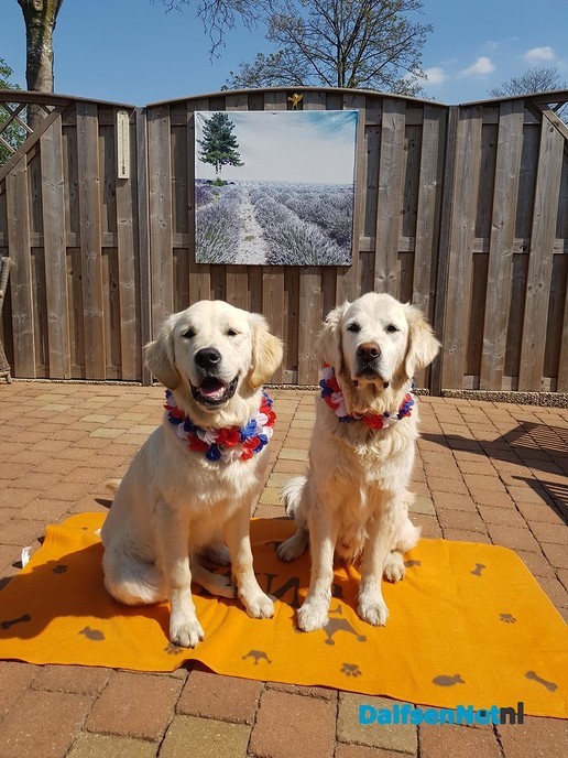 Fijne Koningsdag! - Foto: Ingezonden foto