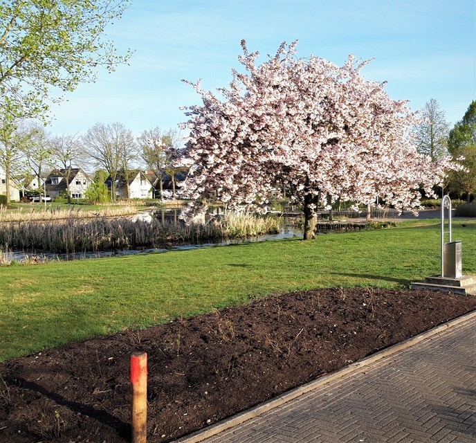 Mooie bloeiende boom - Foto: Ingezonden foto