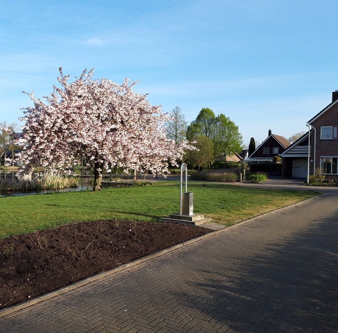 Mooie bloeiende boom - Foto: Ingezonden foto