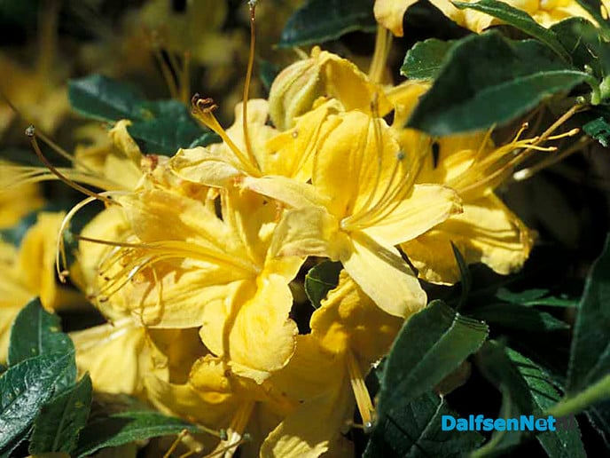 Rhododendrons in bloei - Foto: Ingezonden foto