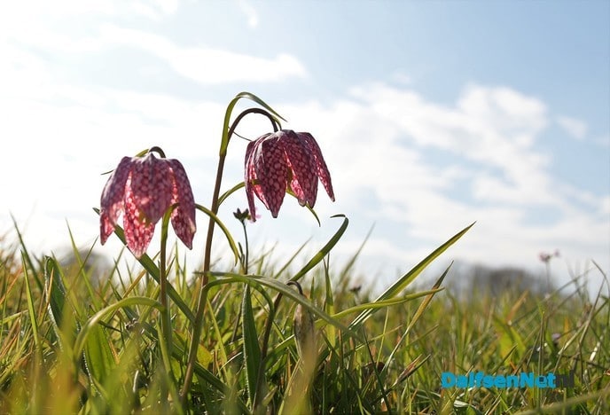 Kievitsbloemen terug in de uiterwaarden van de Vecht bij Dalfsen - Foto: Johan Bokma