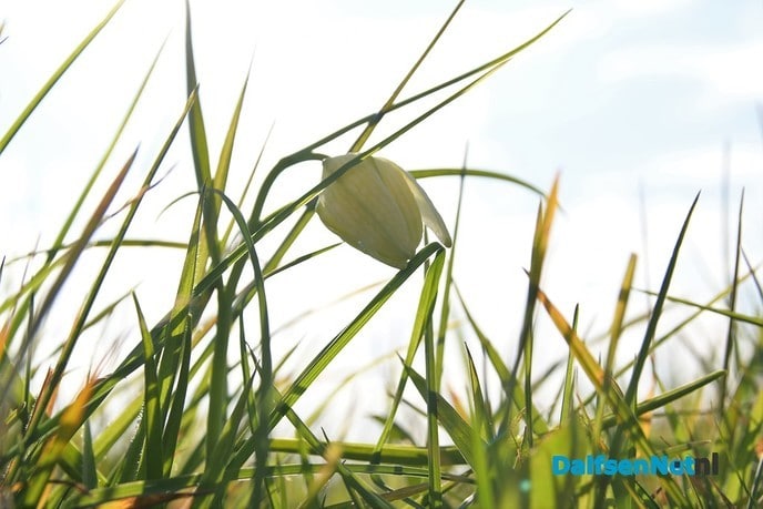 Kievitsbloemen terug in de uiterwaarden van de Vecht bij Dalfsen - Foto: Johan Bokma