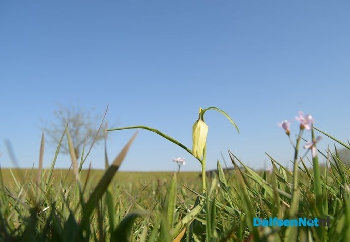 Kievitsbloemen terug in de uiterwaarden van de Vecht bij Dalfsen - Foto: Johan Bokma