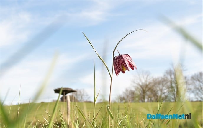 Zwolse tulp bij zwevende Kei in Dalfsen - Foto: Johan Bokma