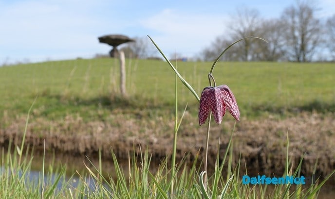 Zwolse tulp bij zwevende Kei in Dalfsen - Foto: Johan Bokma