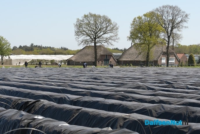 Het aspergeseizoen is nu echt begonnen! - Foto: Johan Bokma