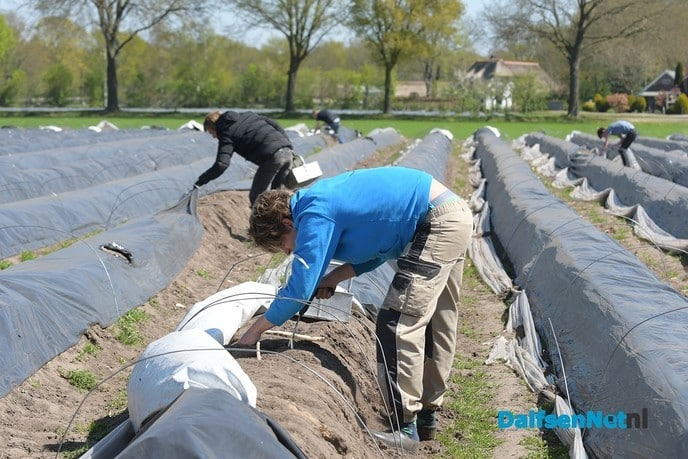 Het aspergeseizoen is nu echt begonnen! - Foto: Johan Bokma