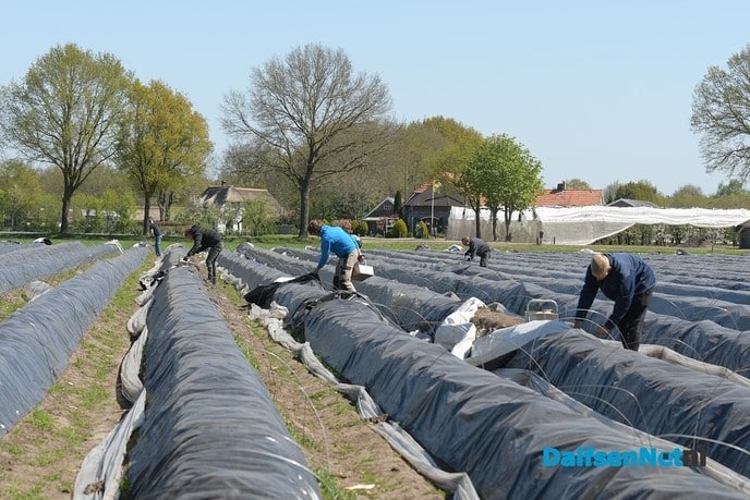 Het aspergeseizoen is nu echt begonnen! - Foto: Johan Bokma
