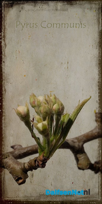 Lente - Foto: Ingezonden foto