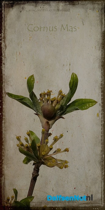 Lente - Foto: Ingezonden foto