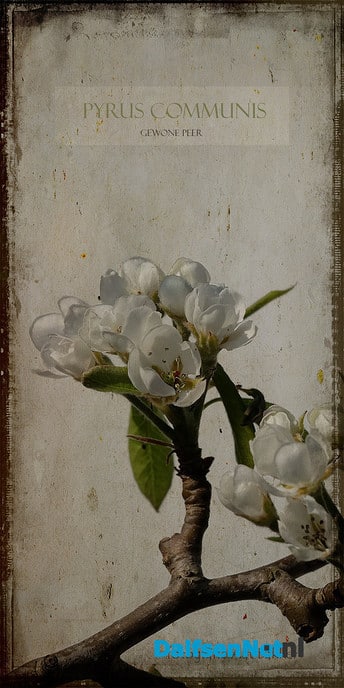Lente - Foto: Ingezonden foto