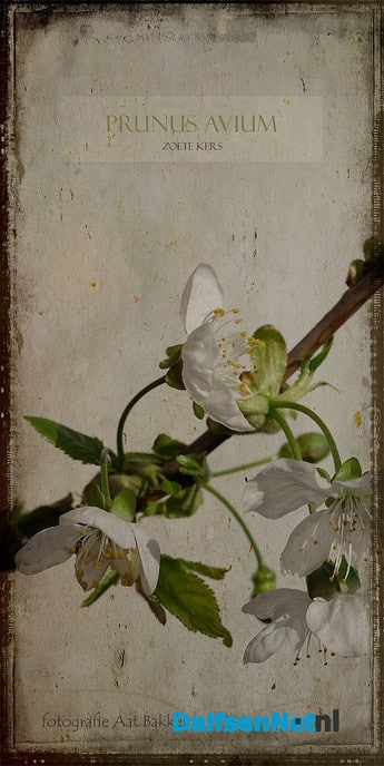 Lente - Foto: Ingezonden foto