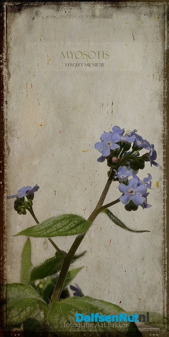 Lente - Foto: Ingezonden foto