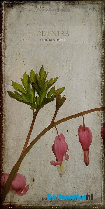 Lente - Foto: Ingezonden foto