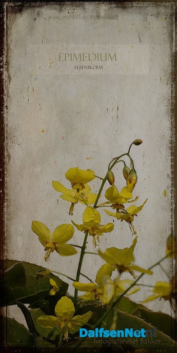 Lente - Foto: Ingezonden foto