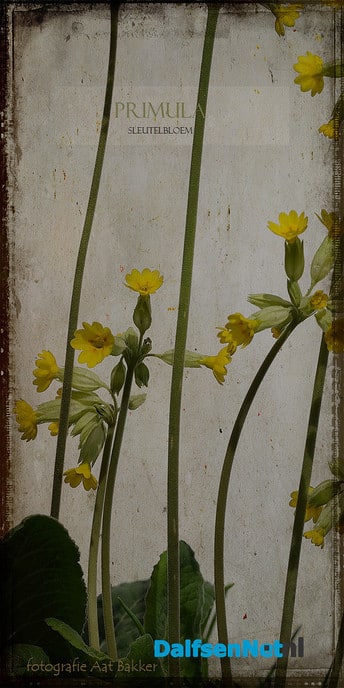 Lente - Foto: Ingezonden foto