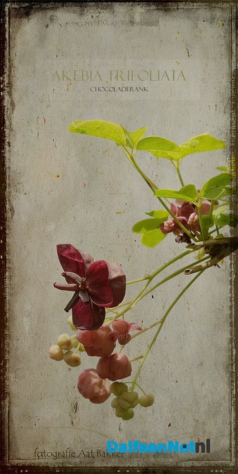 Lente - Foto: Ingezonden foto
