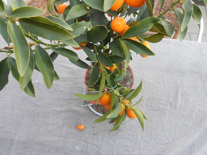 De appel valt niet ver van de boom