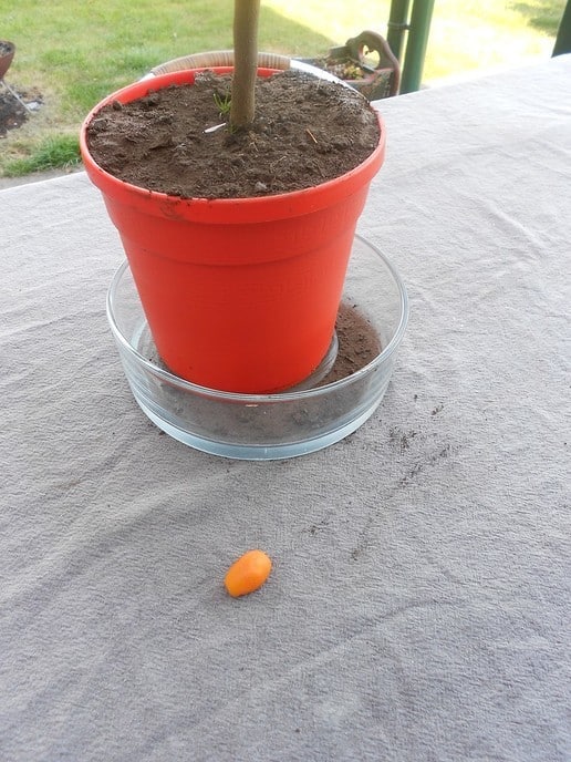 De appel valt niet ver van de boom