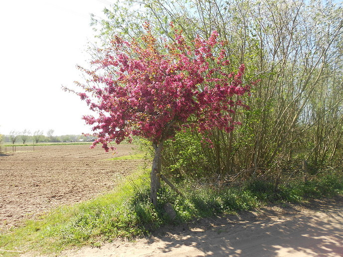 Prachtige bloeiende bomen - Foto: Eigen geleverde foto