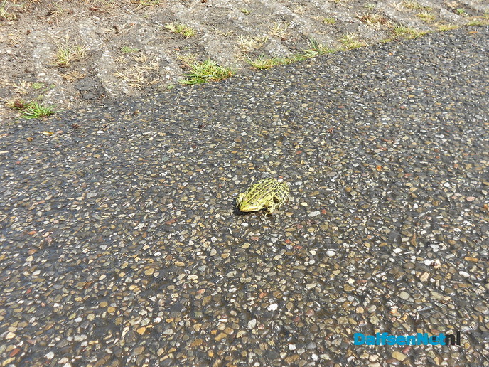 Als je langer wil leven moet je niet op de weg gaan zitten