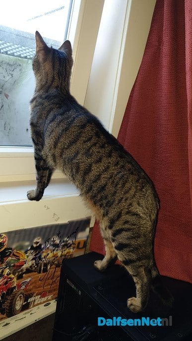Vermiste kat - Foto: Ingezonden foto