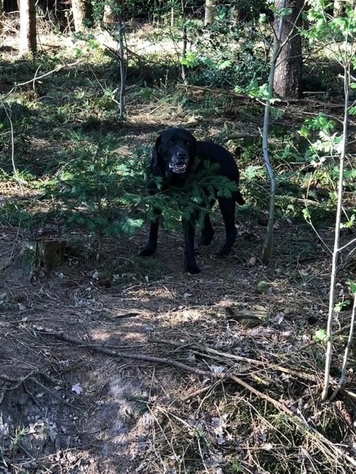 Loslopende hond? - Foto: Ingezonden foto