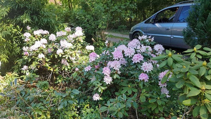 De Rhododendron staan op barsten - Foto: Ingezonden foto