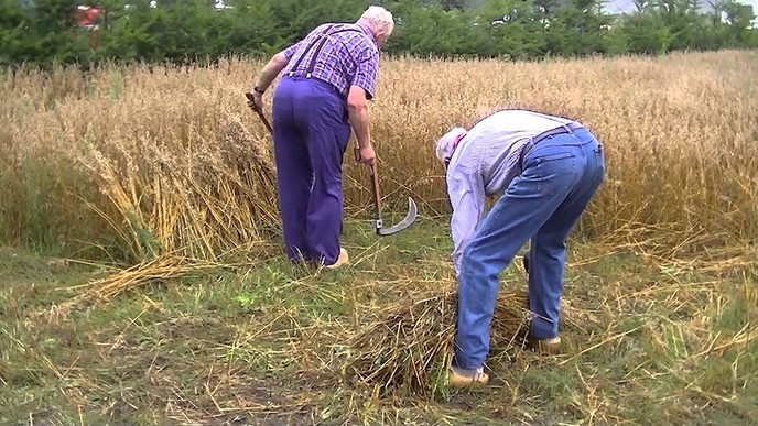 Oogstdag de Spokke-Riete Oudleusen 2013.