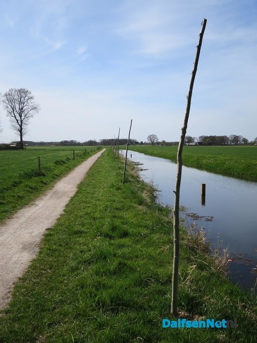 Knotwilgen langs de Marswetering - Foto: Wim