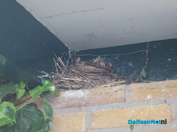 4 jonge merels vliegen uit - Foto: Wim