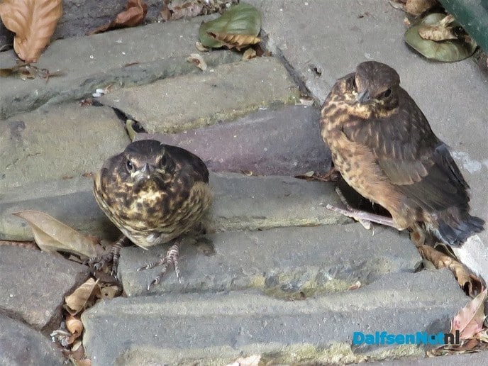 4 jonge merels vliegen uit - Foto: Wim