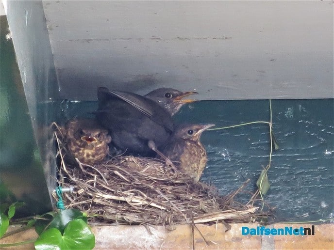 4 jonge merels vliegen uit - Foto: Wim